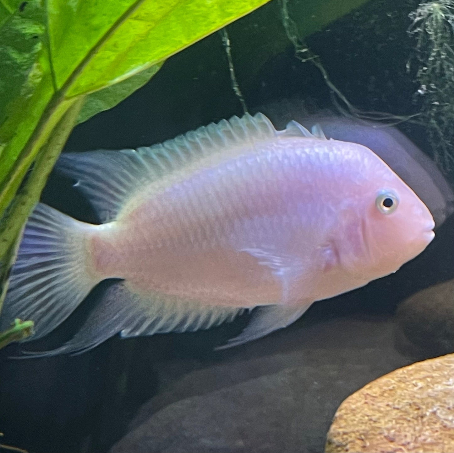 CONVICT CICHLID 5.5cm