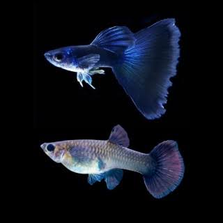 Moscow Blue Special Guppy Pair