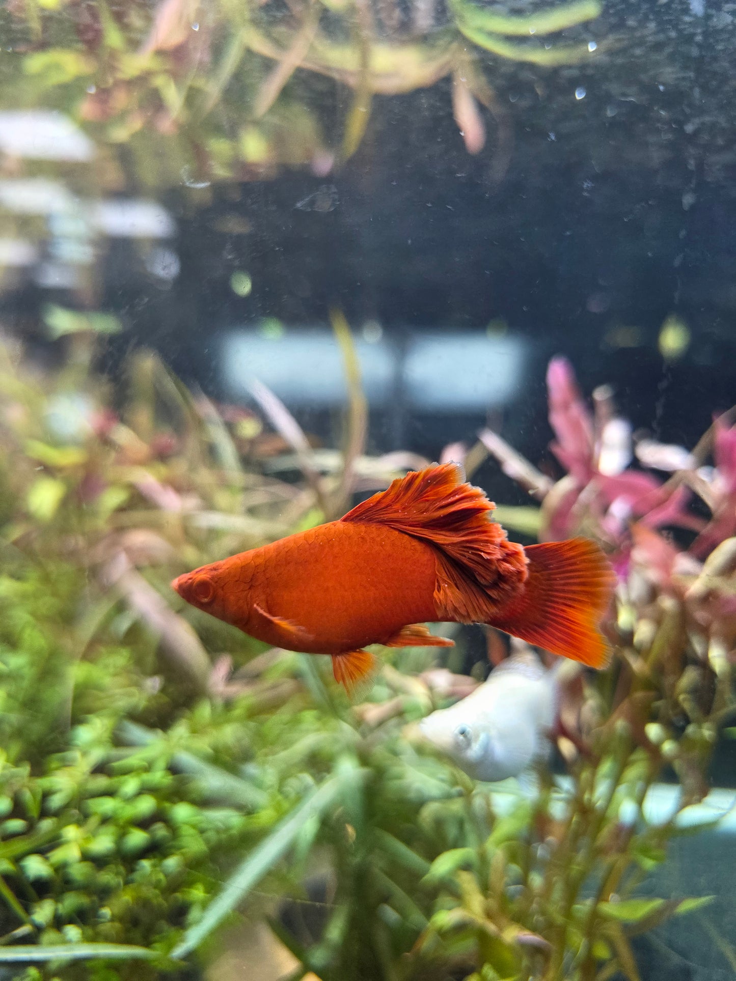 Xiphophorus Broccoli Special Platy