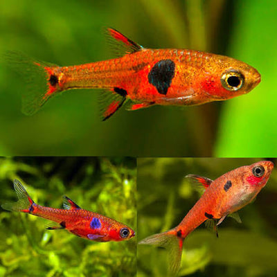 Rasbora Maculata