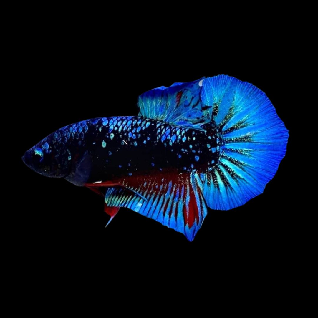 Avatar Betta