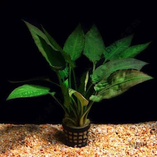 Cryptocoryne pontederiifolia Pot Plant
