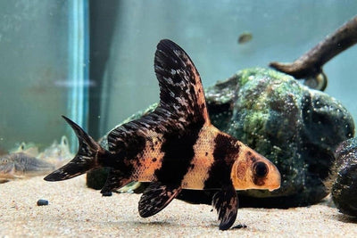 High Fin Banded Shark