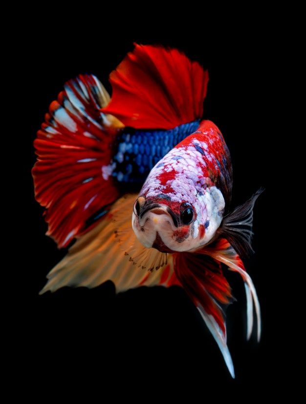 Nemo plakat Betta