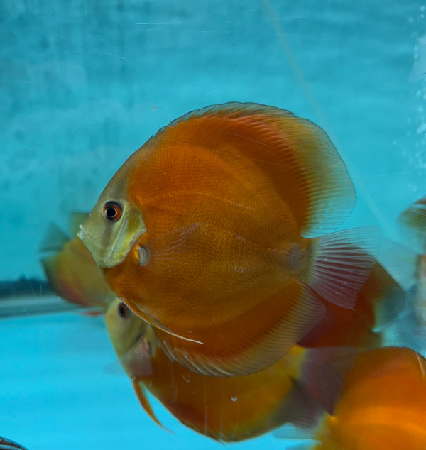 Super Red Discus Fish