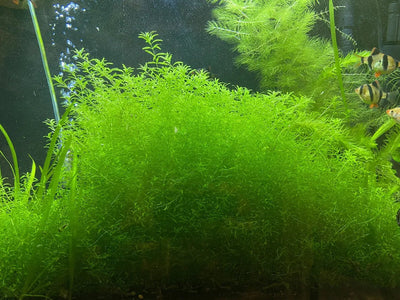 نبات هيمينثوس ميكرونثيموديس في وعاء