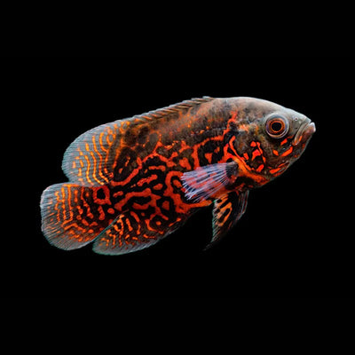 Tiger Oscar 2PCS Combo Deal (12Cm)
