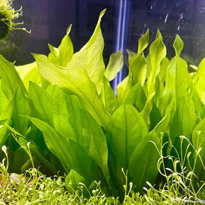 Echinodorus Bleheri Pot Plant