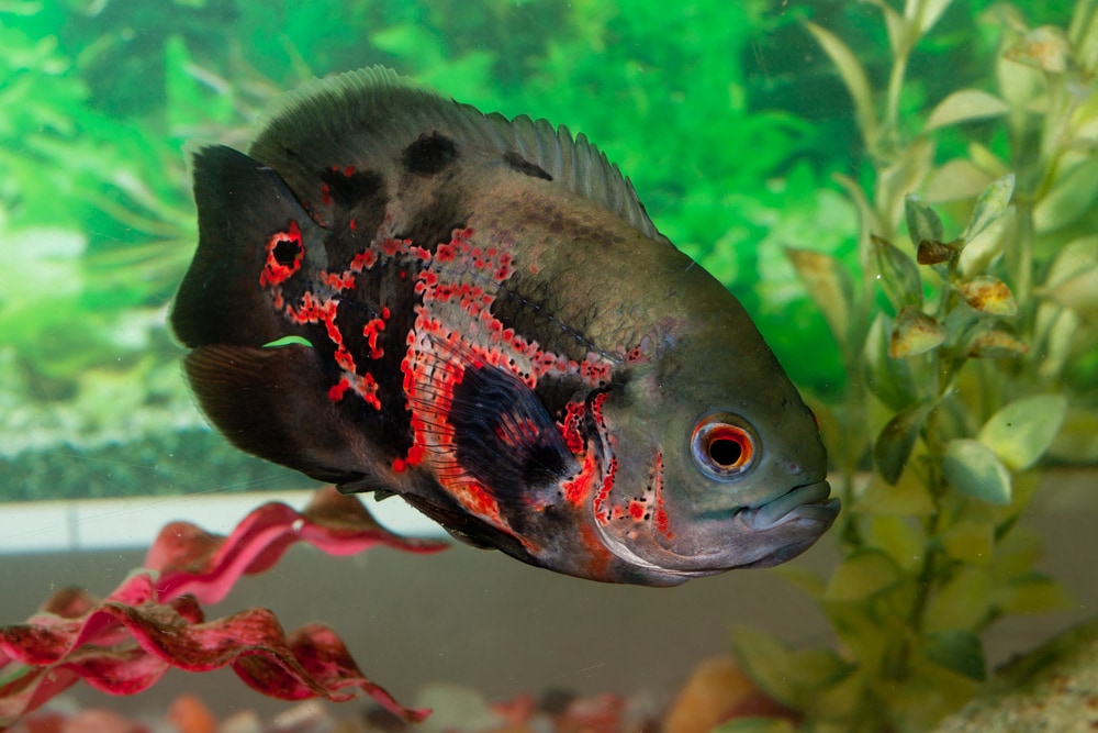 OSCAR FISH BIG