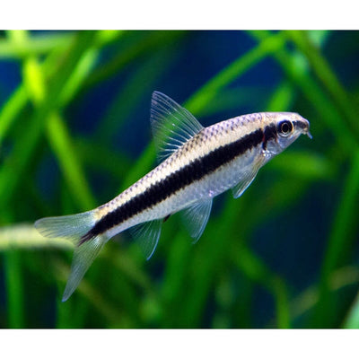 آكل الطحالب السيامية 4 سم