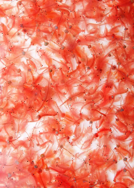 سيسو أرتيميا ديكاب بيض الروبيان المالح 40 جم