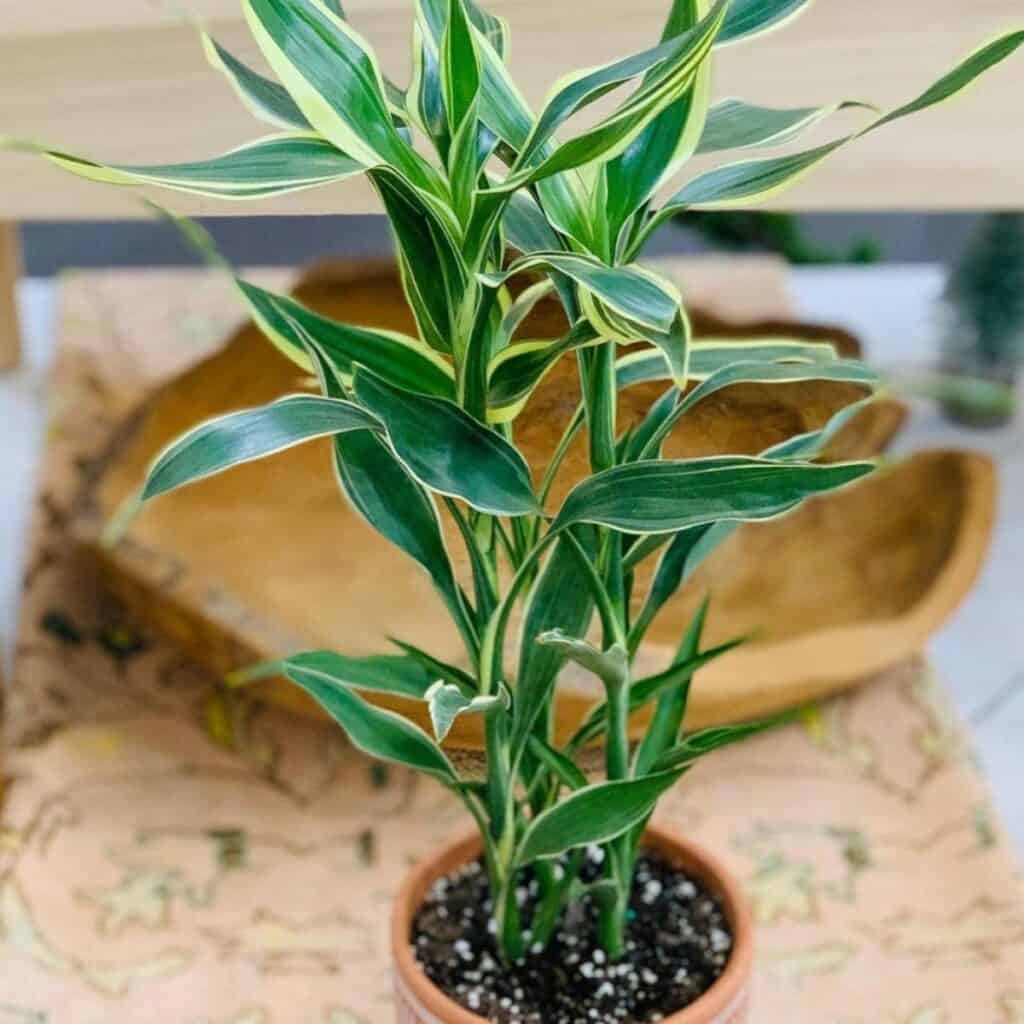 DRACENA SANDRIYANA VICTORIA POT PLANT