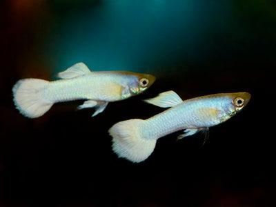 White Guppy Male 3cm
