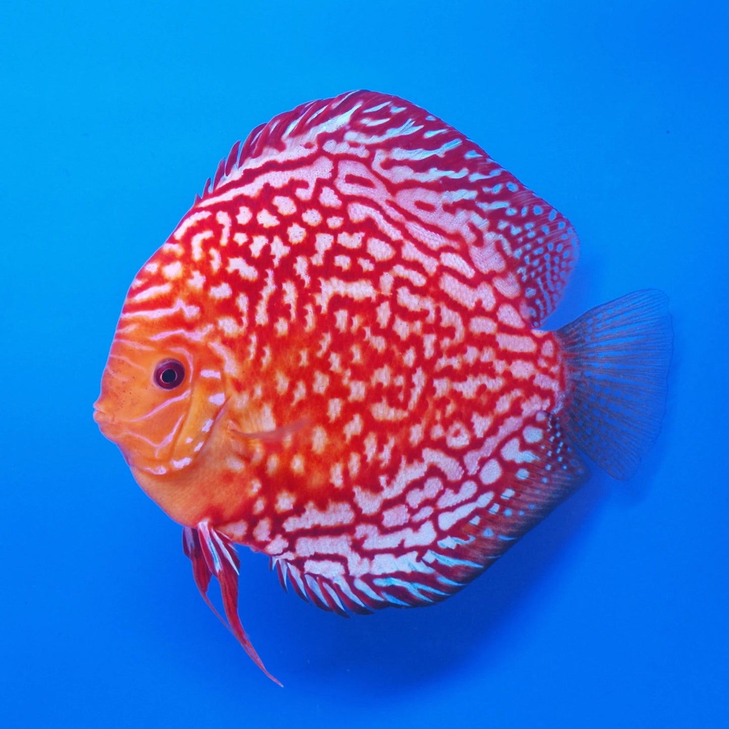 Red Pigeon Discus Fish