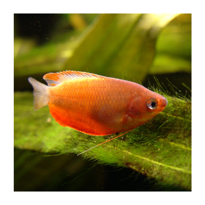 DWARF GOURAMI MIX 4-5cm