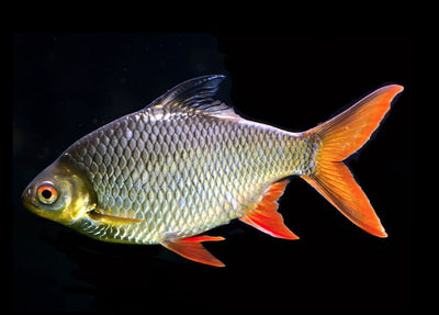 Tinfoil Barb