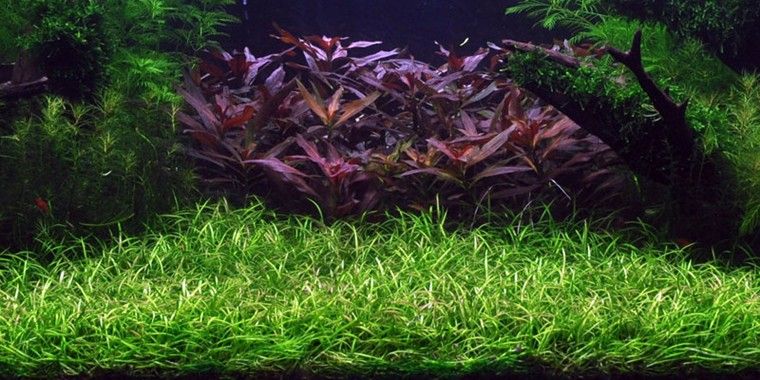 HELANTHIUM TENELLUM GREEN TISSUE CULTURE CUP PLANT