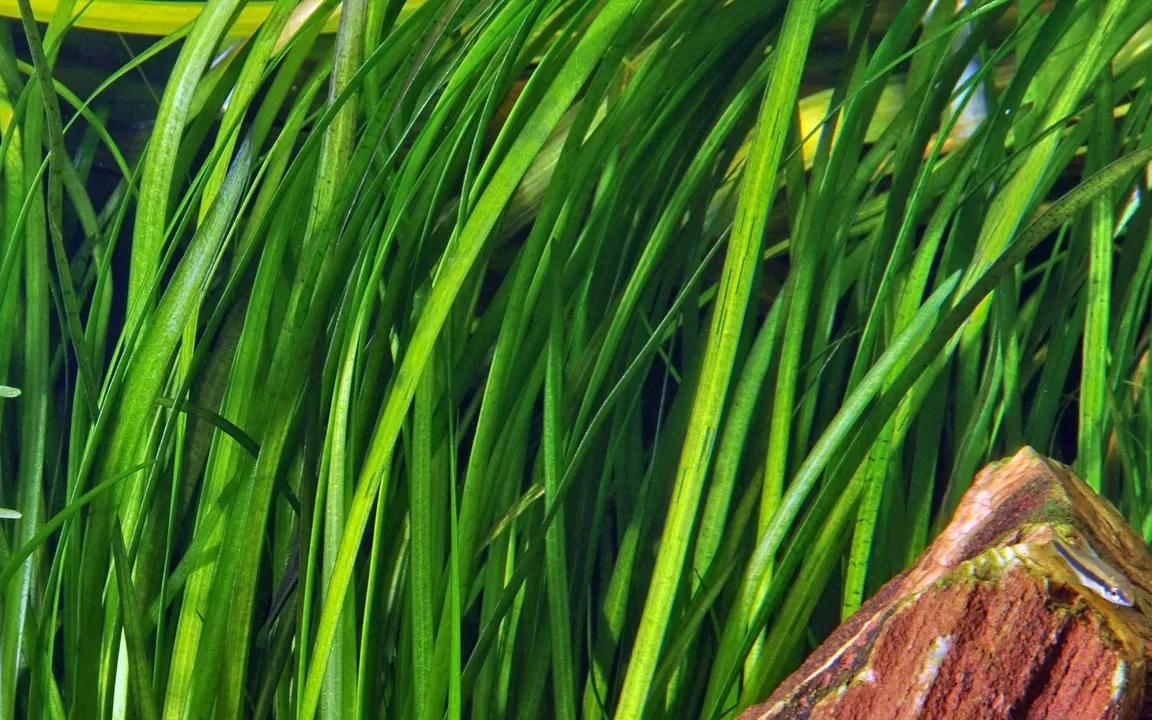 VALLISNERIA NANA POT PLANT