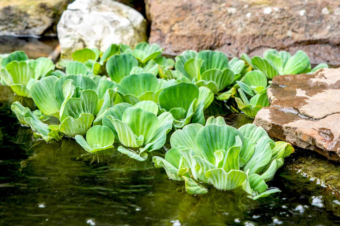 Water Lettuce Floating Plant