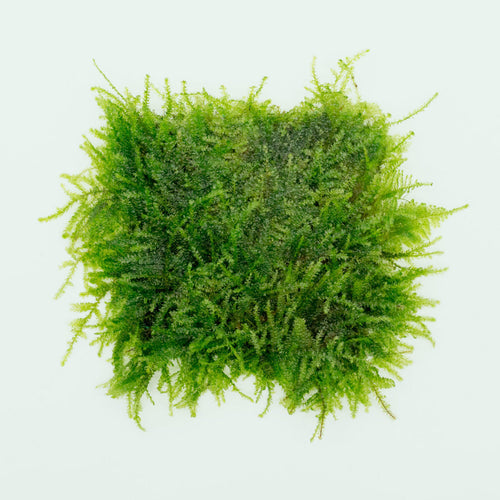 Aquatic Moss