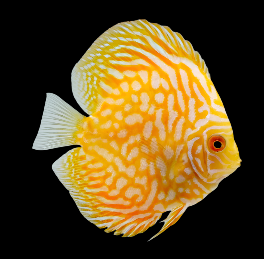 Discus Fish Mix 14cm