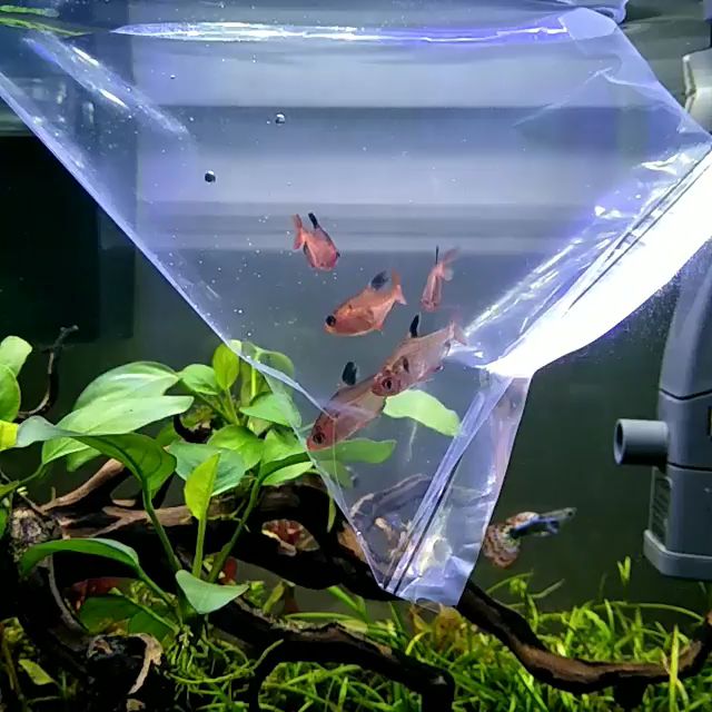 A Comprehensive Guide on Introducing New Fish to Your Aquarium ...