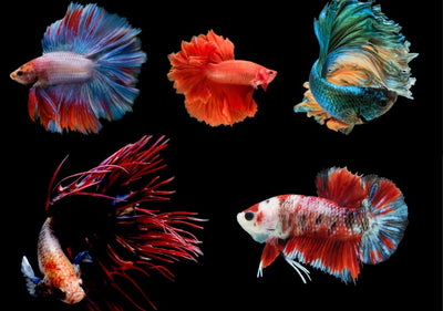 Betta Fish care