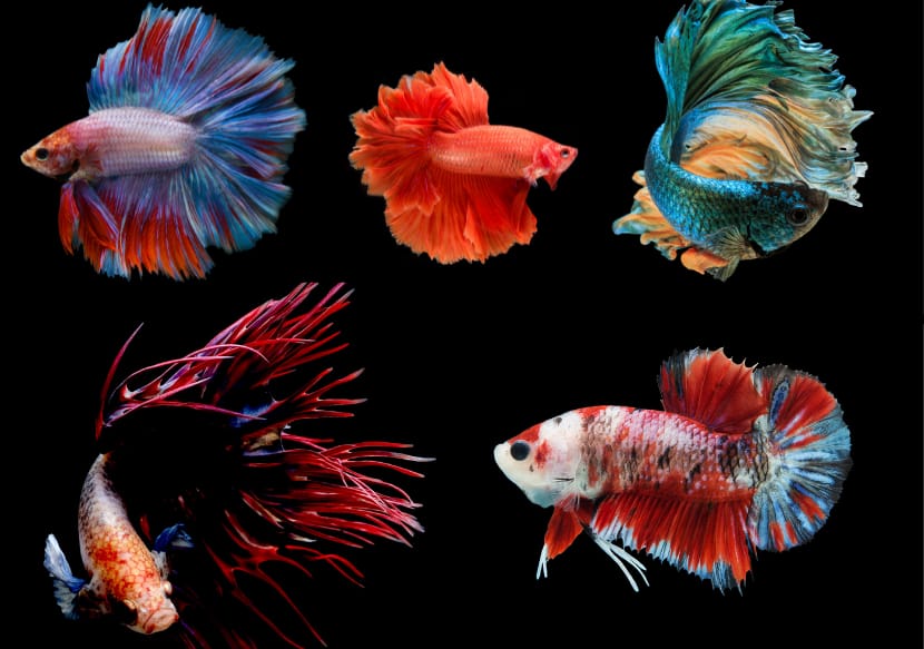 Betta Fish care