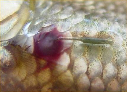 Anchor Worms in Arowanas: Causes, Prevention, and Treatment