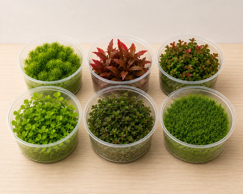 Tissue Culture