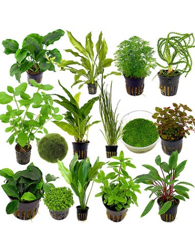 Aquatic Live Plants