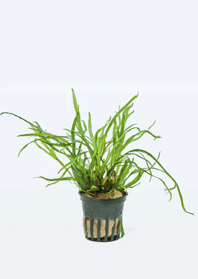TROPICA Microsorum pteropus 'Trident'
