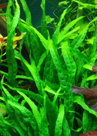TROPICA Microsorum pteropus 'Narrow'