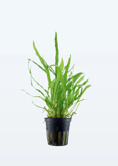 TROPICA Microsorum pteropus 'Narrow'
