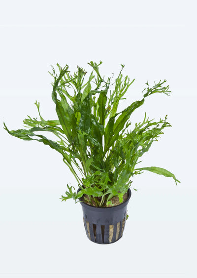 TROPICA Microsorum pteropus 'Windeløv'