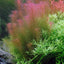 TROPICA Rotala wallichii
