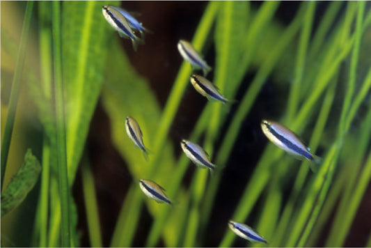 BLUE EMPEROR TETRA 3cm