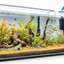 Golden River Forest – Natural Driftwood Planted Aquarium Aquascape