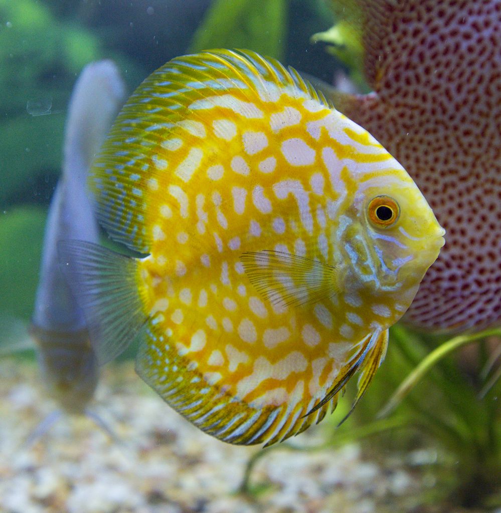 Discus Fish Mix 8cm