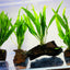 Java Fern on Wood