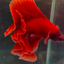 FULLMOON RED BETTA