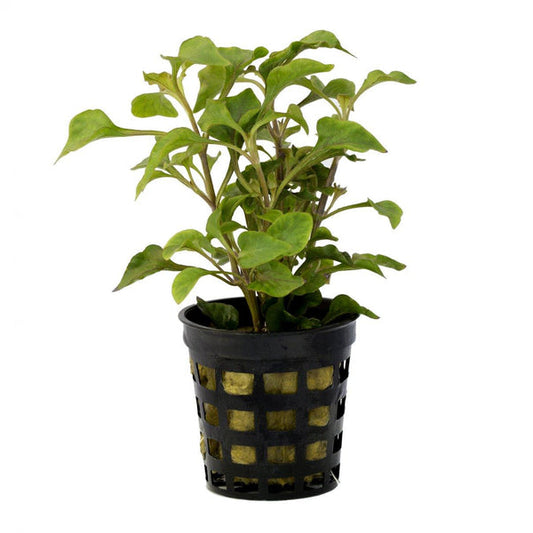 Alternanthera Bettzickiana Green Pot Plant