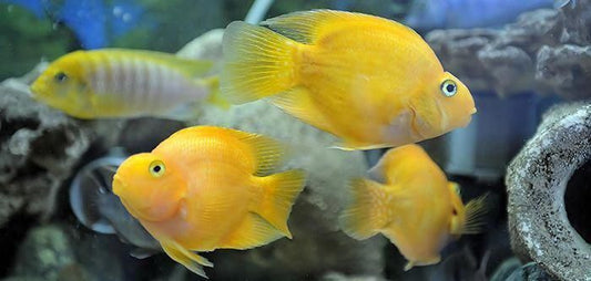 PARROT FISH