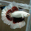 Butterfly Dragon Mix Colour