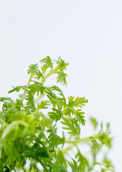 TROPICA Hottonia palustris