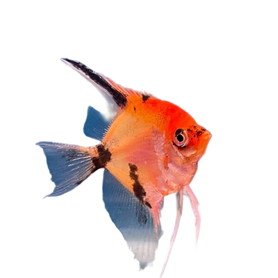 Red Devil Angel 3.5-4.5cm