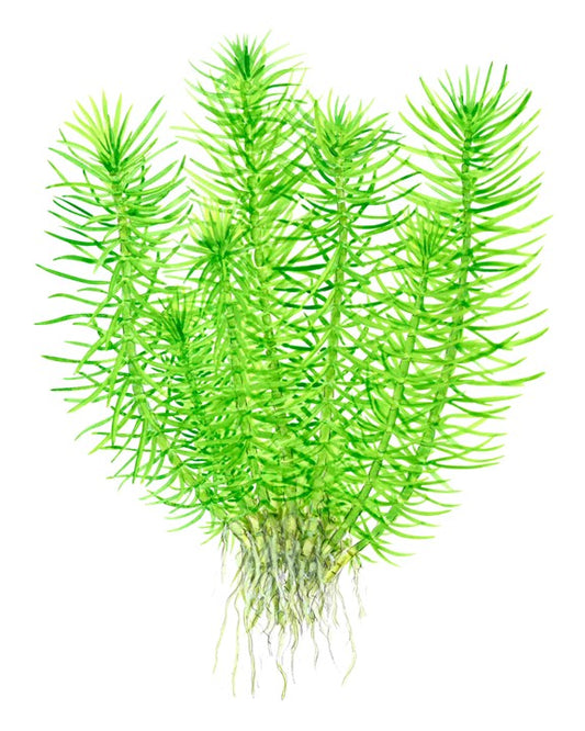 TROPICA POGOSTEMON DECCANENSIS