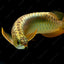 24K GOLD AROWANA FISH