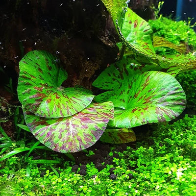 Nymphaea Lotus Aquarium Plants