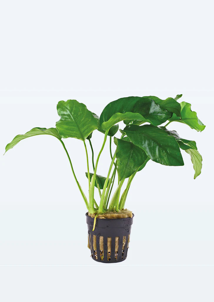 Anubias Pot Plant